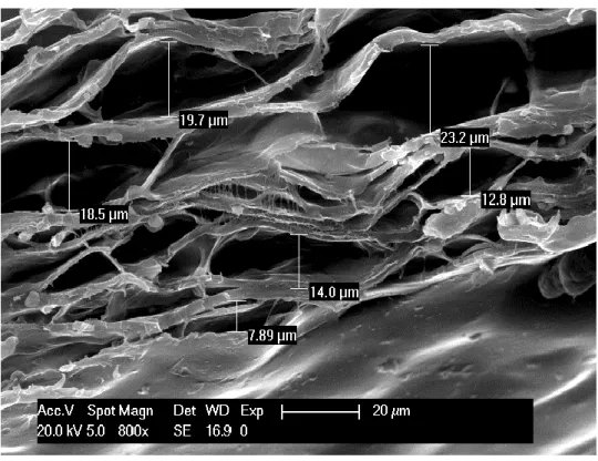 Figura 6.11 – Immagine al SEM dello spessore delle cavità presenti all’interno della  membrana di elettrete