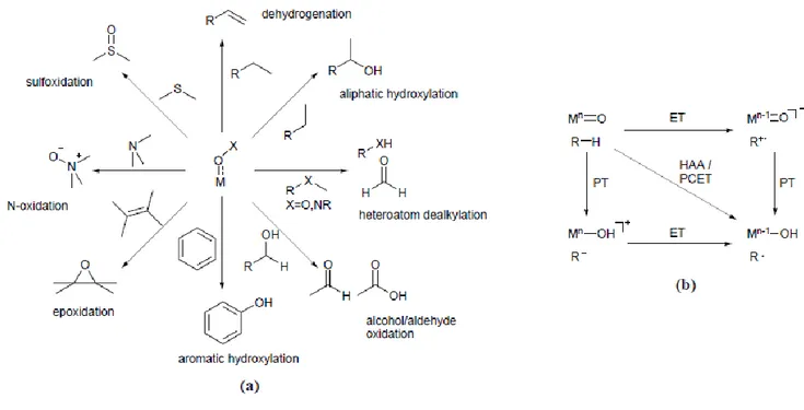 Figure 2. (a) Biological oxidation reactions mediated by matallo-enzymes. (b) Relationships between  HAA, ET, PT and the intermediates involved