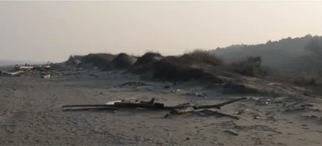 Figura 2: duna costiera a sud della foce Bevano. Foto scattata durante la campagna di monitoraggio (2014)