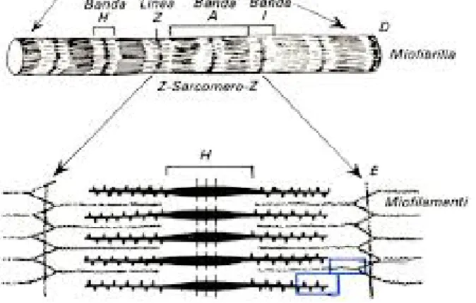 Figura 1.1 Rappresentazione schematica delle unità di base (sarcomeri) di una miofibrilla