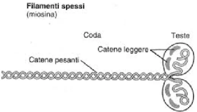 Figura 1.2 Rappresentazione schematica della miosina. 