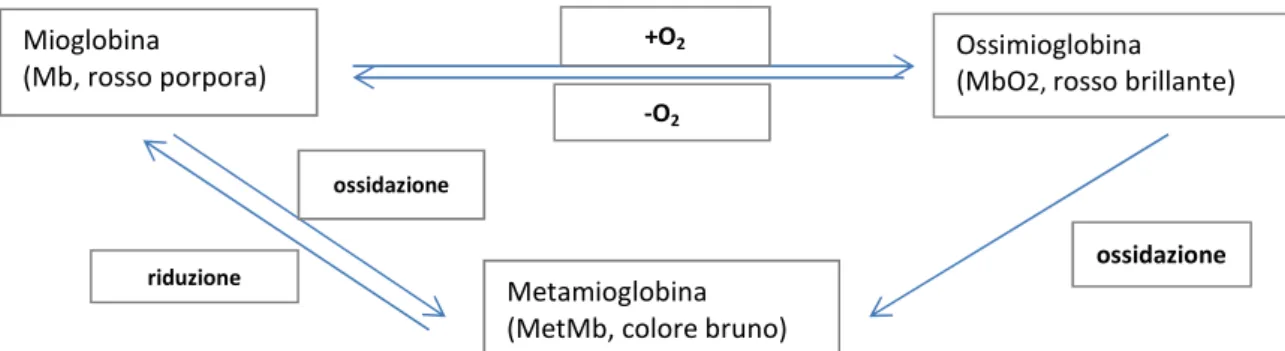 Figura 1.4. Equilibri ossidoriduttivi della mioglobina. 