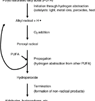 Figura 1.5. Processo di autossidazione. 