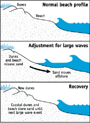 Fig. 1.4 – Profilo stagionale della spiaggia dettato dall’energia del moto ondoso  (http://palmergeoghist.weebly.com/coastal-erosion.html) 