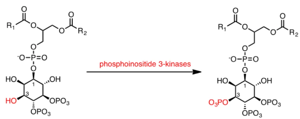 Fig. 11 Example of phosphorylation by PI3K 