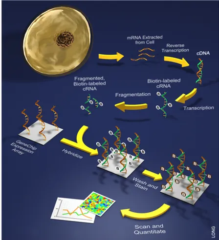 Figura 1.7: Utilizzo dell'Oligonucleotide Array: gli mRNA estratti dalle cellule sono ampli-