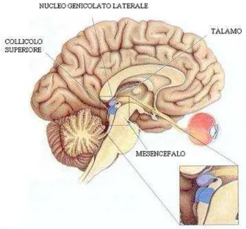 Figura  1  Veduta  sagittale  del  cervello  umano  rappresentante  il  collicolo  superiore  del  mesencefalo, il nucleo genicolato 