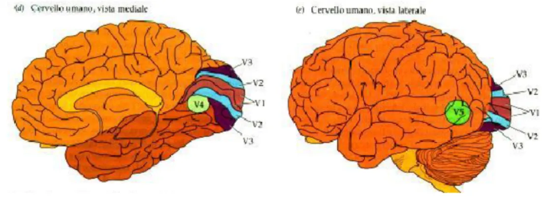 Figura 5 aree della corteccia cerebrale 