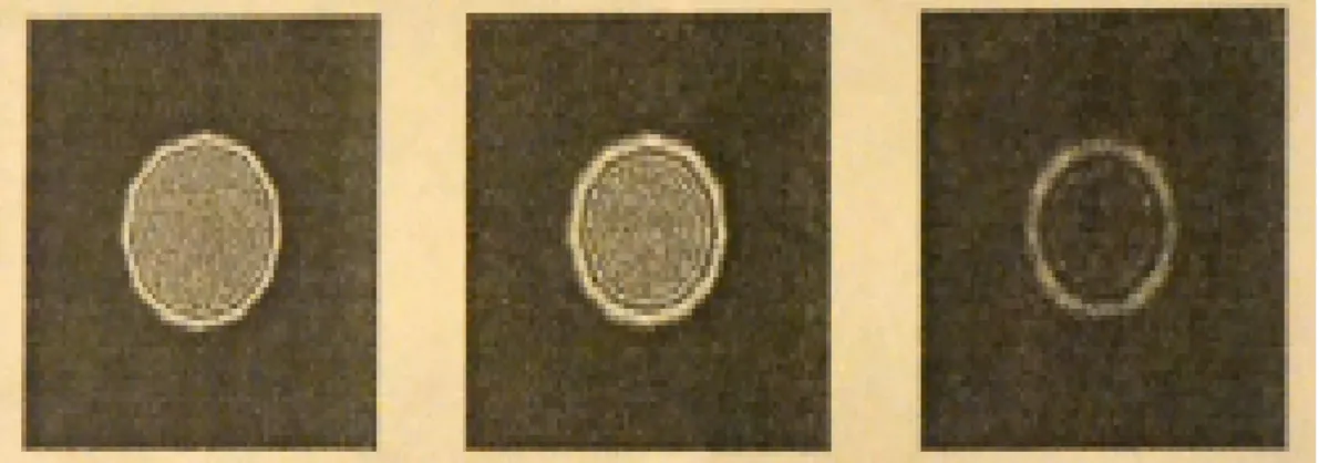 Figure 3.2: Risultati della simulazione. Le tre immagini rappresentano i risultati che si ottengono simulando la diffrazione con programmi MATLAB con distanza di 184 mm, 367 mm, 734 mm, rispettivamente, da sinistra verso destra.