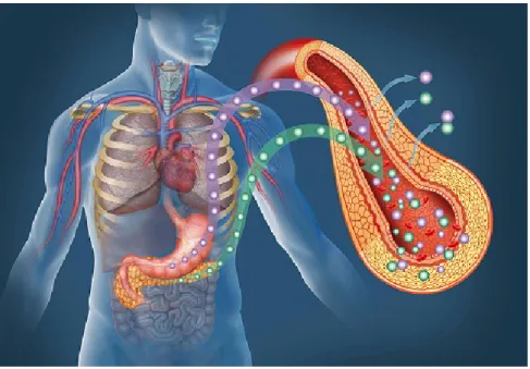Figura 4.1: Rappresentazione del pancreas umano (Fonte: [MDSCP])