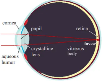 Figure 1.2: Eye’s anatomy.