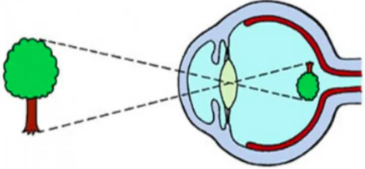 Figure 1.3: Projection of an object on the retina.