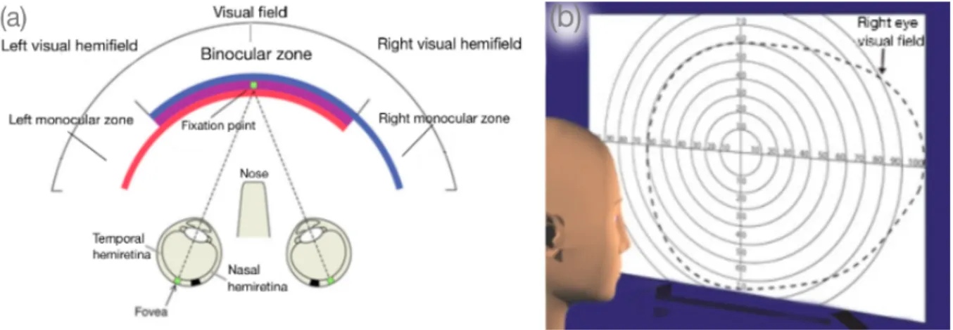 Figure 1.5: (a): Visual field areas. The center axis of the eye (dashed line in the figure) divides the retina into two halves: the nasal hemiretina and the temporal hemiretina