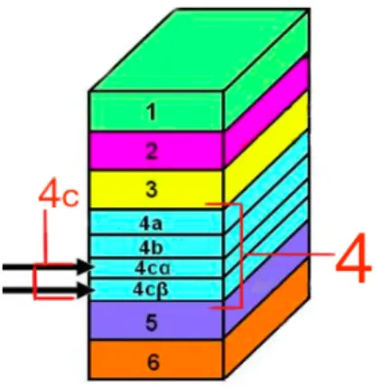 Figure 1.8: The six layers of the primary visual cortex. Marked in red layer 4 and its sublayer 4c, split up into the layers 4cα and 4cβ.