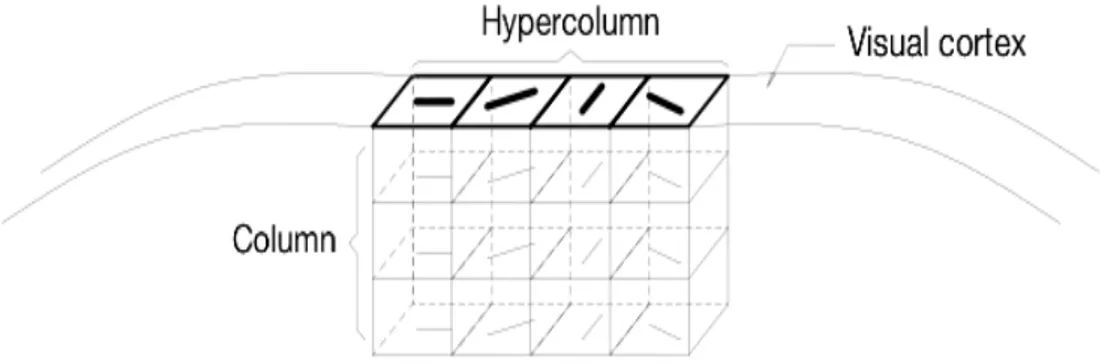 Figure 1.9: Functional organization of the primary visual cortex, according to the model of Hubel and Wiesel.