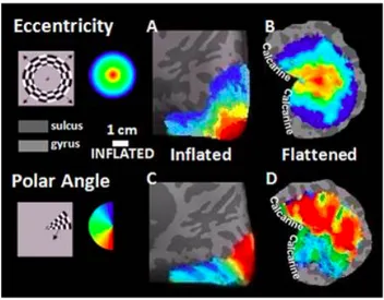 Figure 2.1: Retinotopic maps created by using CBF signal presented on the inflated and flattened brain surface for polar and eccentricity stimuli from the right hemisphere of a representative subject.