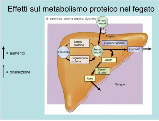 Figura 3.1: Metabolismo delle proteine nel fegato [11]