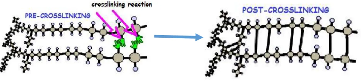 Figura 9 - Processo di reticolazione con conseguente formazione di legami tra le catene  polimeriche 