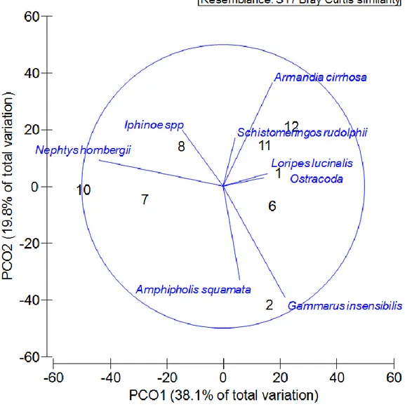 Figura 8: Vettori di correlazione delle specie macrobentoniche sovrapposti al grafico  PCO