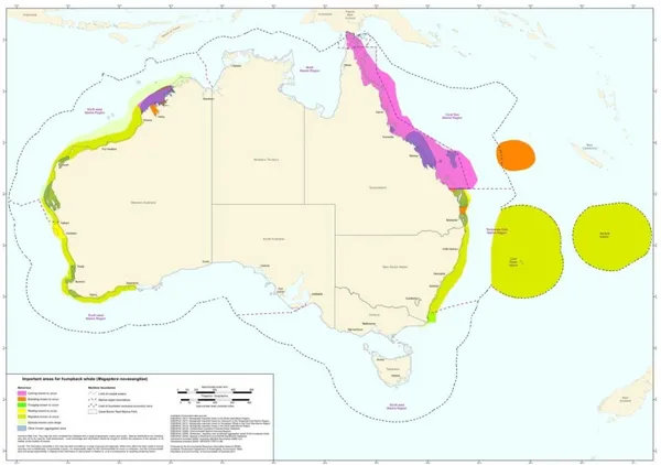 Figure 1: map showing humpback whales distribution around Australia: calving areas (pink), breeding areas (orange),  foraging during migration (green), resting areas (yellow) source: 