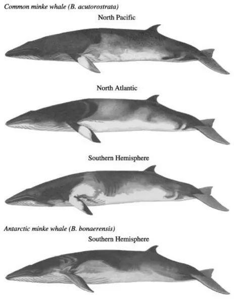 Figure  4:  morphological  differences  between  the  three  subspecies  of  common  minke  whale  and  the  Antarctic  minke  whale