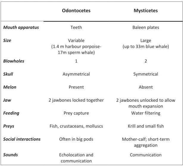 Table 1: main differences between Odontocetes and Mysticetes, adapted from Birds and Mammals of the Southern  Ocean lecture material, Mary-Anne Lea