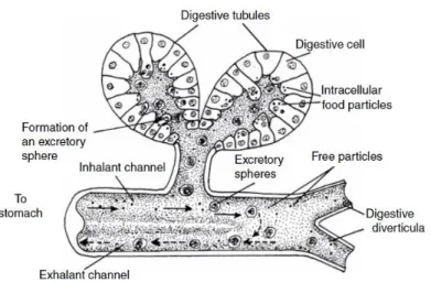 Fig. 1.11. Sezione di una ghiandola digestiva (Gosling, 2015). 