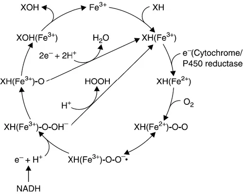 Fig. 1.23. Ciclo catalitico del citocromo P450  (Yu, 2005). 