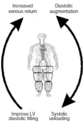 Fig. 1.1 Principali effetti emodinamici della EECP (LV=left ventricular).Riprodotta da [4] 