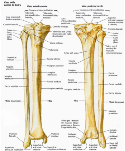 Fig.  1.3  Ossa  della  gamba  destra:  vista  anteriore  (a  sinistra)  e  vista  posteriore (a destra)