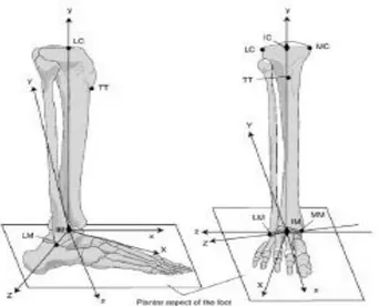 Fig.  2.13      Rappresentazione  dei  sistemi  di  coordinate  di  tibia-fibula  (XYZ)  e  di  calcagno  (xyz),  con  il  complesso articolare di caviglia in posizione neutrale