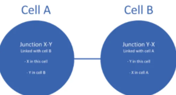 Figura 4.5: Schema di una giunzione tra due cellule. La giunzione ` e formata da due molecole: la molecola X, che apparteneva alla cellula A, e la molecola Y, che apparteneva alla cellula B