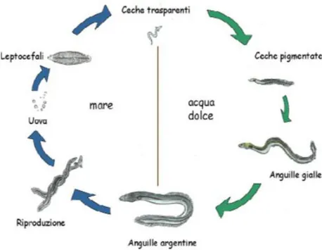 Figura 2 - Ciclo biologico di Anguilla anguilla (Ciccotti 2005). 