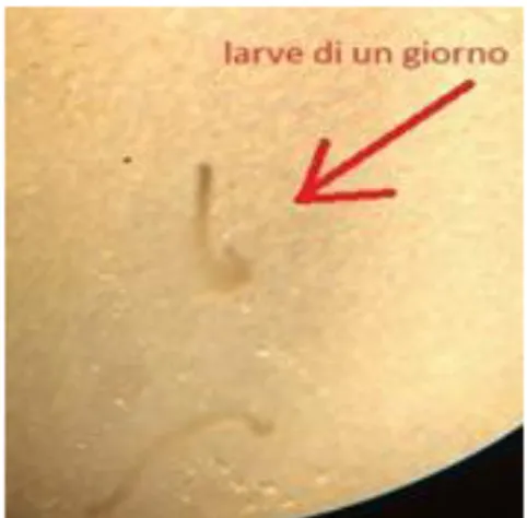 Figura 6 - Larva ad un giorno di vita. 