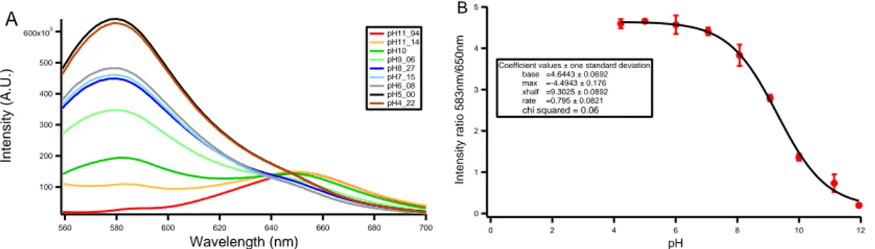 Figure 11 Spectrofluorometric measurements of liposomes containing membrane dye Snarf-DOPE  A) Emission spectra for different  pH values showing the presence of two peaks at the wavelength of 583  nm and 650 nm