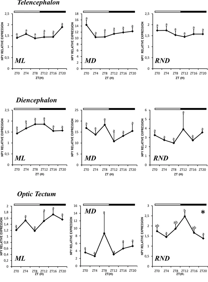 Figure 4.1 Relative expression of npy gene in telencephalon, diencephalon and optic tectum of Senegalese sole under  LD  12:12  cycles  and  fed  at  mid  light  (ML),  mid  dark  (MD)  or  at  random  times  (RND)