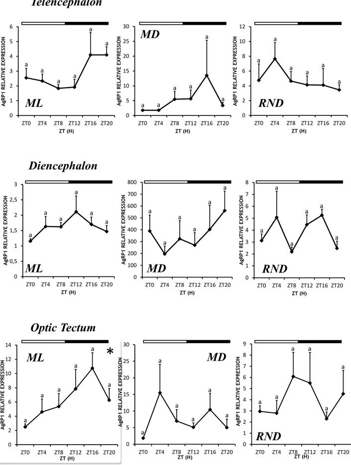 Figure  4.2:  Relative  expression  of  agrp1  gene  in  telencephalon,  diencephalon  and  optic  tectum  of  Senegalese  sole  under LD 12:12 cycles and fed at mid light (ML), mid dark (MD) or at random times (RND)