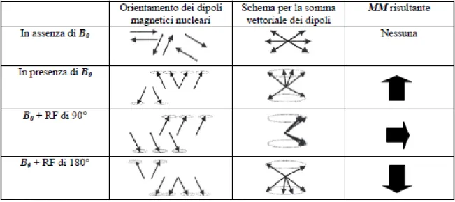 Figura 1.1: Orientazione degli spin e del vettore MM nelle varie fasi del processo di produzione del segnale [2]
