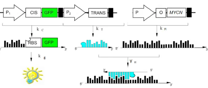 Figura 7: Schema funzionale del sensore molecolare. La competizione tra  CIS e MYCN per l'ibridazione con la sequenza TRANS, porta ad un segnale  fluorescente proporzionale alla concentrazione di MYCN nel contesto  cellulare