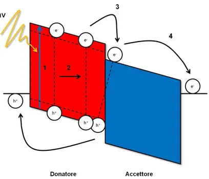 Figura 19 Schema delle principali operazioni che avvengono in una cella fotovoltaica organica  costituita da un interfaccia donatore (rosso) accettore (blu)