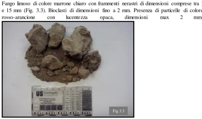 Fig. 3.3: campione VST02D01A, con frammenti conchigliari  e clasti di colore nero. 