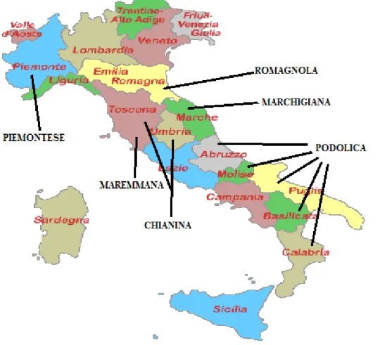 Figura 2.1 Principali razze bovine allevate sul territorio italiano. 