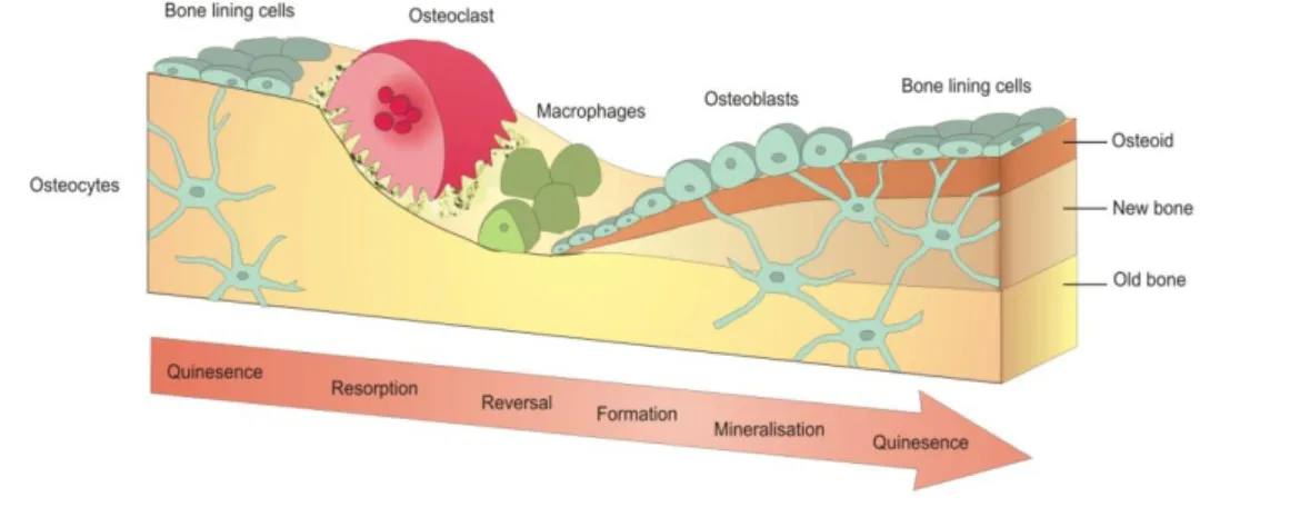 Figure 1.5 : Bone Remodeling Phases 