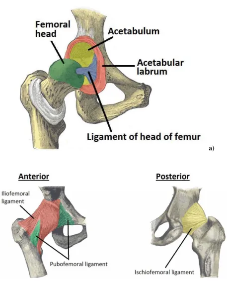 Figure 1.9 : Anatomy of the Hip Joint [25] 