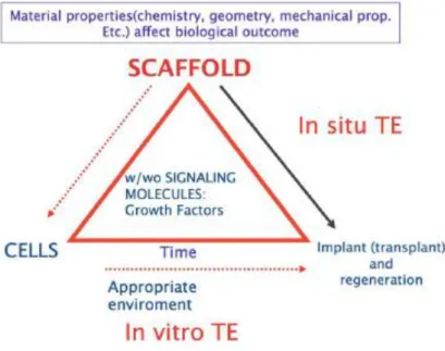 Fig. 1.4: The paradigm of tissue engineering [15]. 