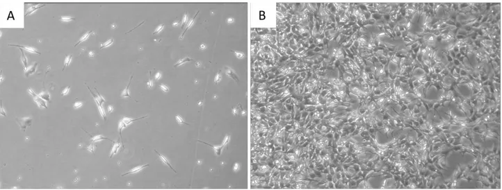 Figure 3.12: Phase-contrast morphology of NIH 3T3 cells observed through a Leica DM IL Led inverted  microscope