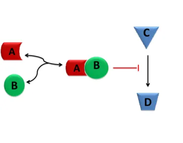 Figure 2.1: Interaction diagram in the form of a “Cartoon Model”. Molec- Molec-ular species A and B bind reversebly to form a molecMolec-ular complex