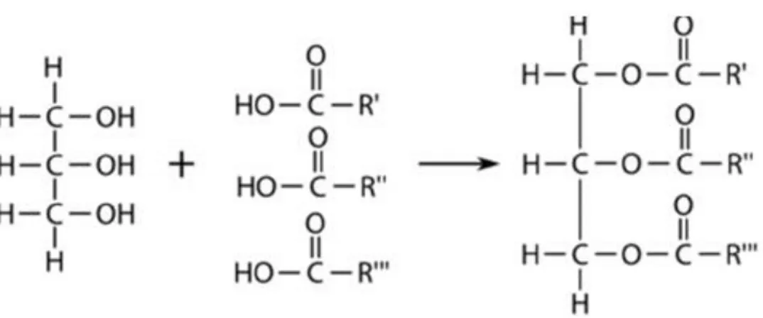 Figura 8:Rappresentazione della struttura chimica di un trigliceride 