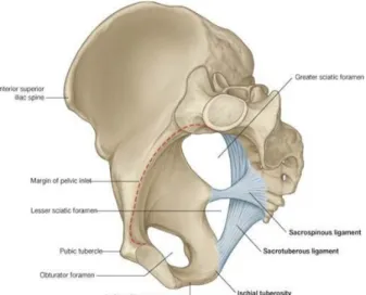 Fig. 6: Focus on ligaments in pelvis