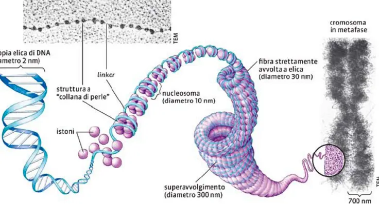 Figura 1.1: Rappresentazione schematica del folding del DNA, dalla scala della catena lineare a quella dei cromosomi.